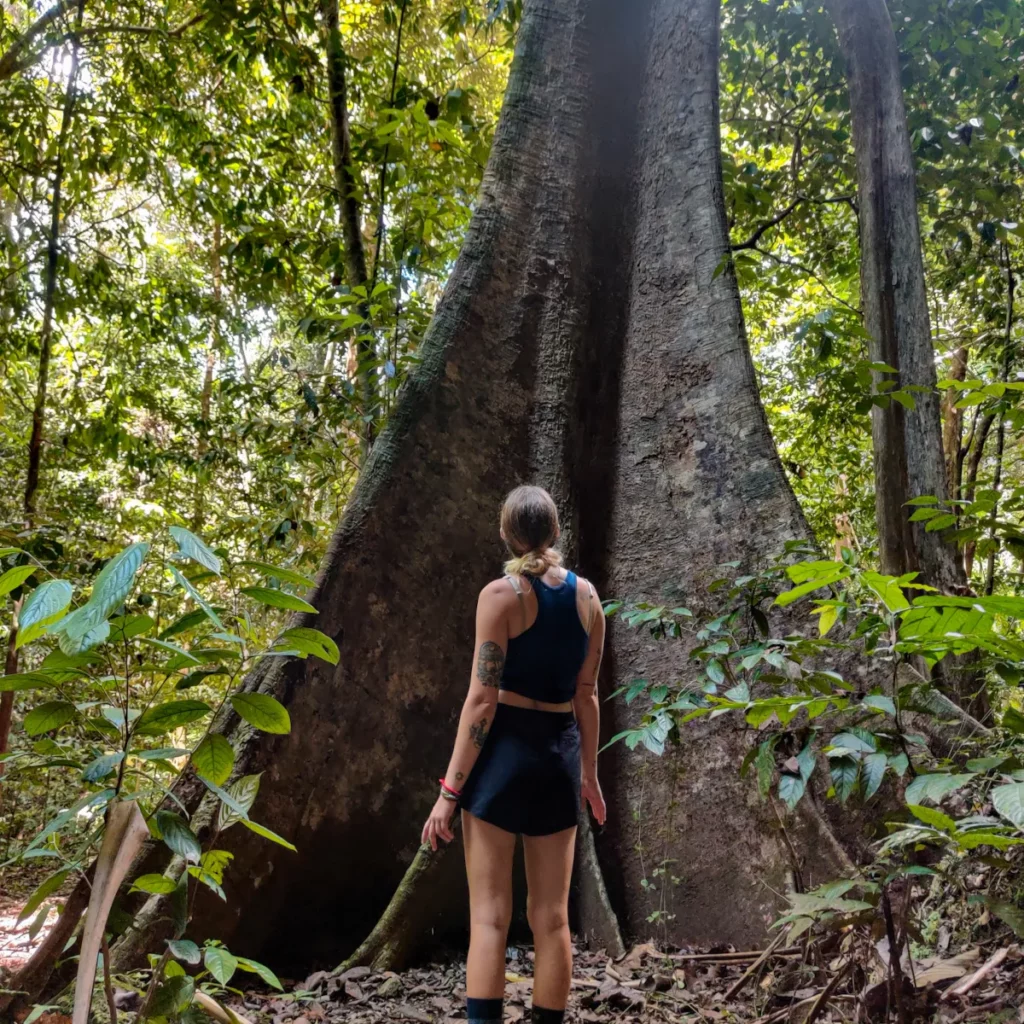 A towering rainforest tree