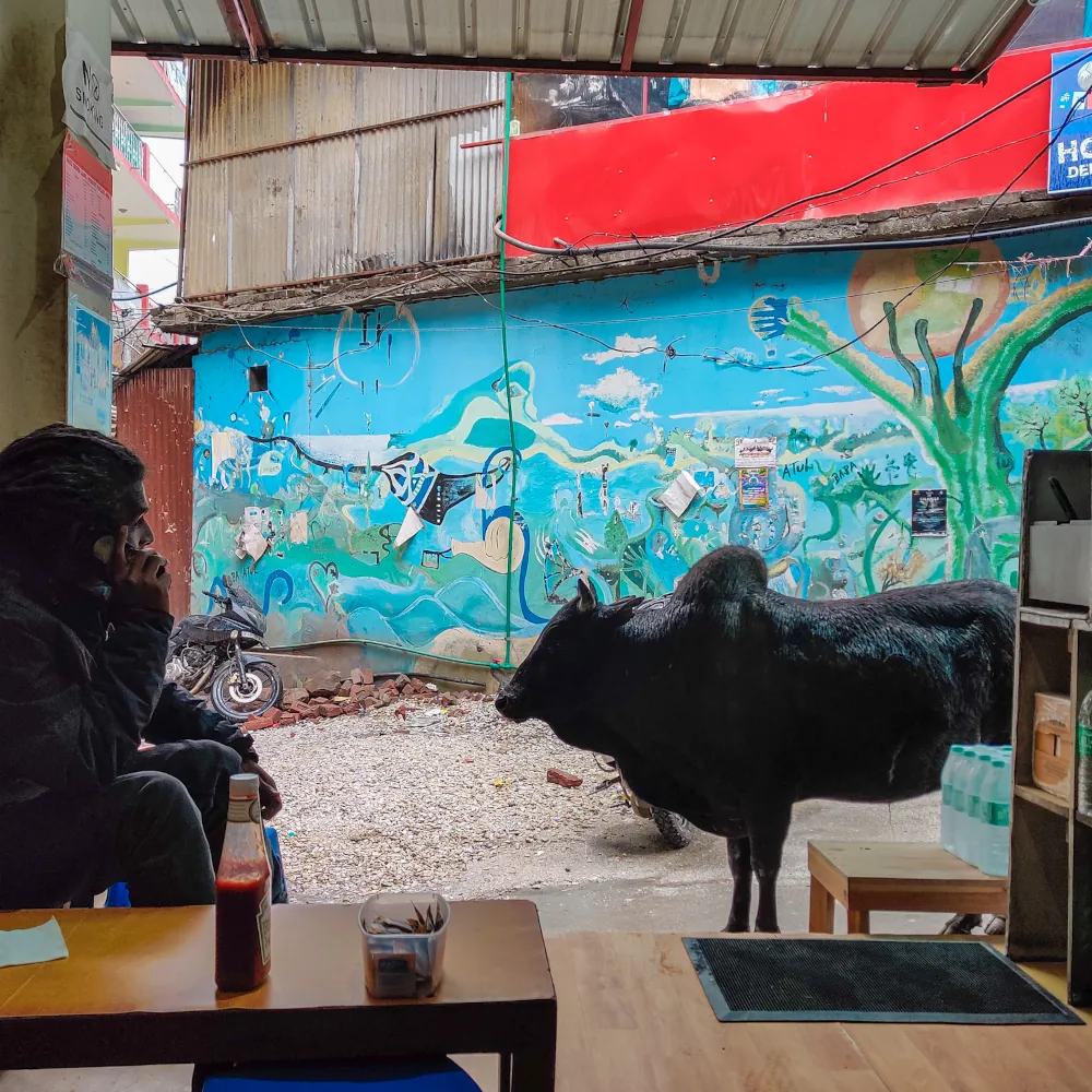 Cows are frequent dinner guests in Kasol