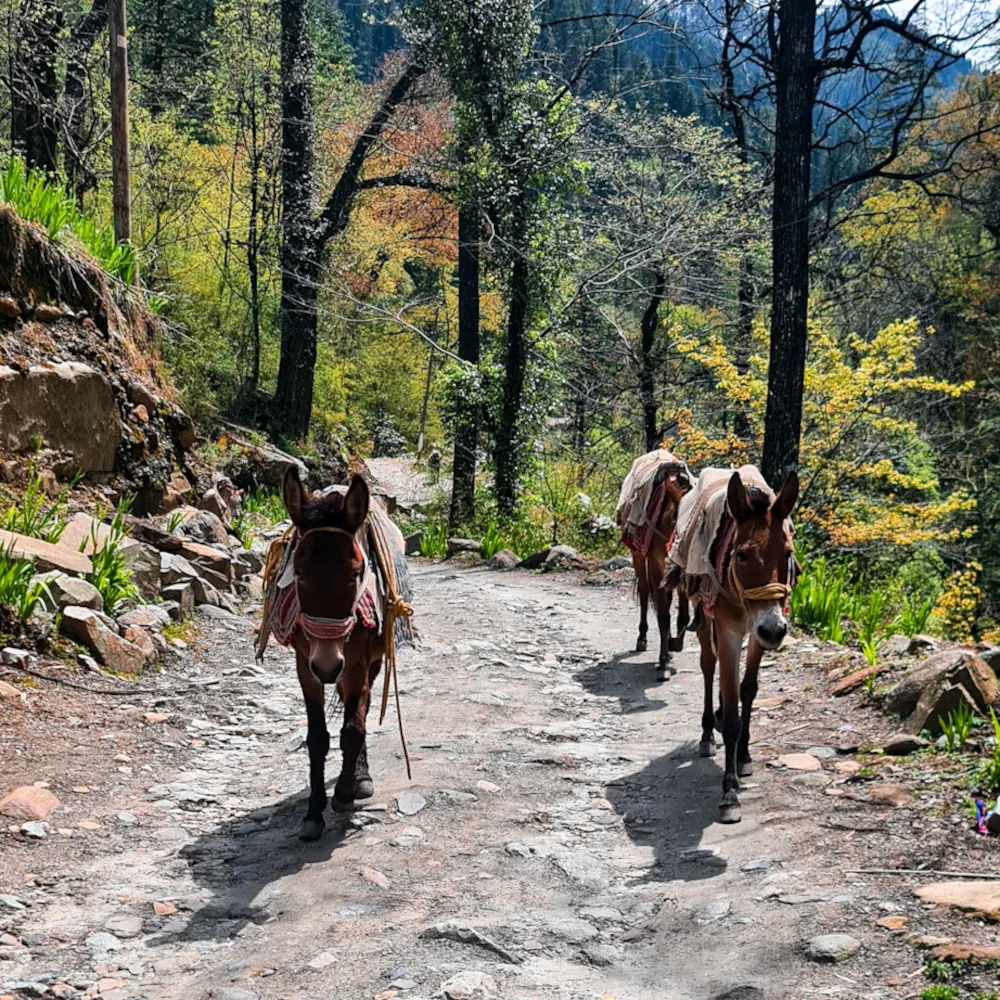 Donkeys carrying supplies up the trail to Grahan