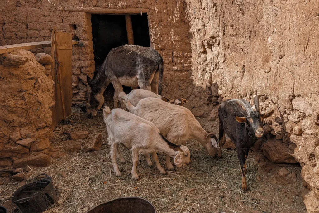 The inner courtyard of a local's house in Ait Benhaddou used for keeping animals