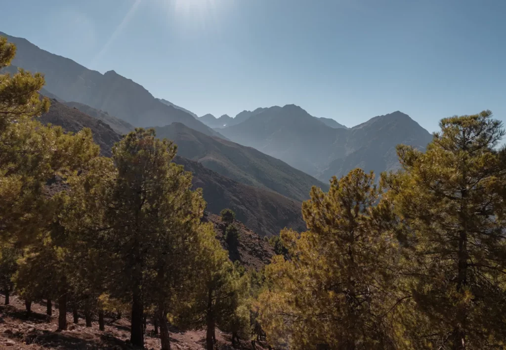 Forest views during our hike in the Azzaden valley