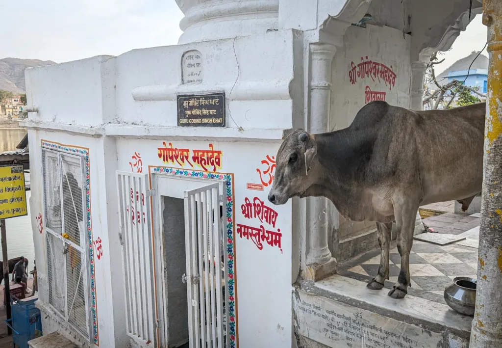 Le mucche sono considerate sacre in India e possono entrare in tutti i templi