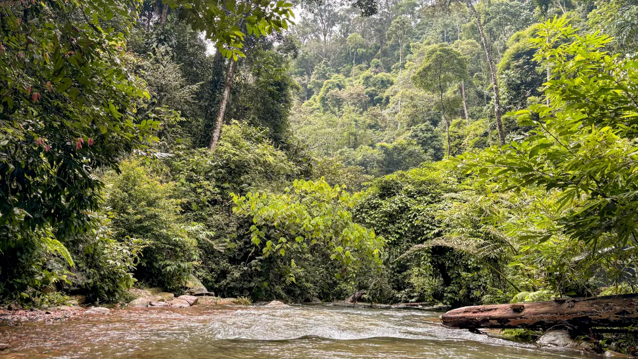 Trekking etico nella giungla: Vedere gli oranghi a Bukit Lawang