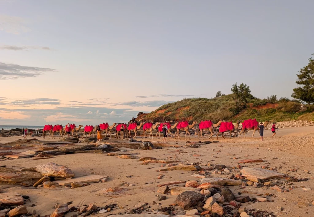 The famous camels of Cable Beach in Broome