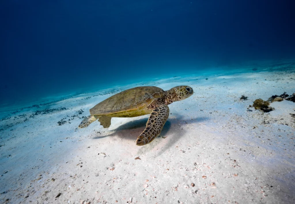 Turtle in Ningaloo Reef