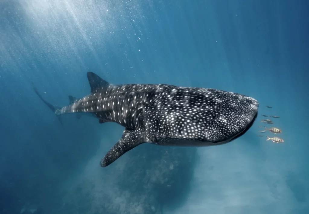 Majestic whale shark in Ningaloo Reef