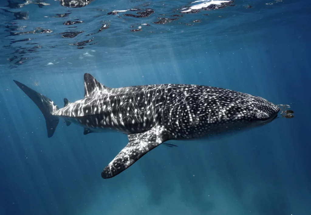 Swimming with the whale sharks in Ningaloo Reef